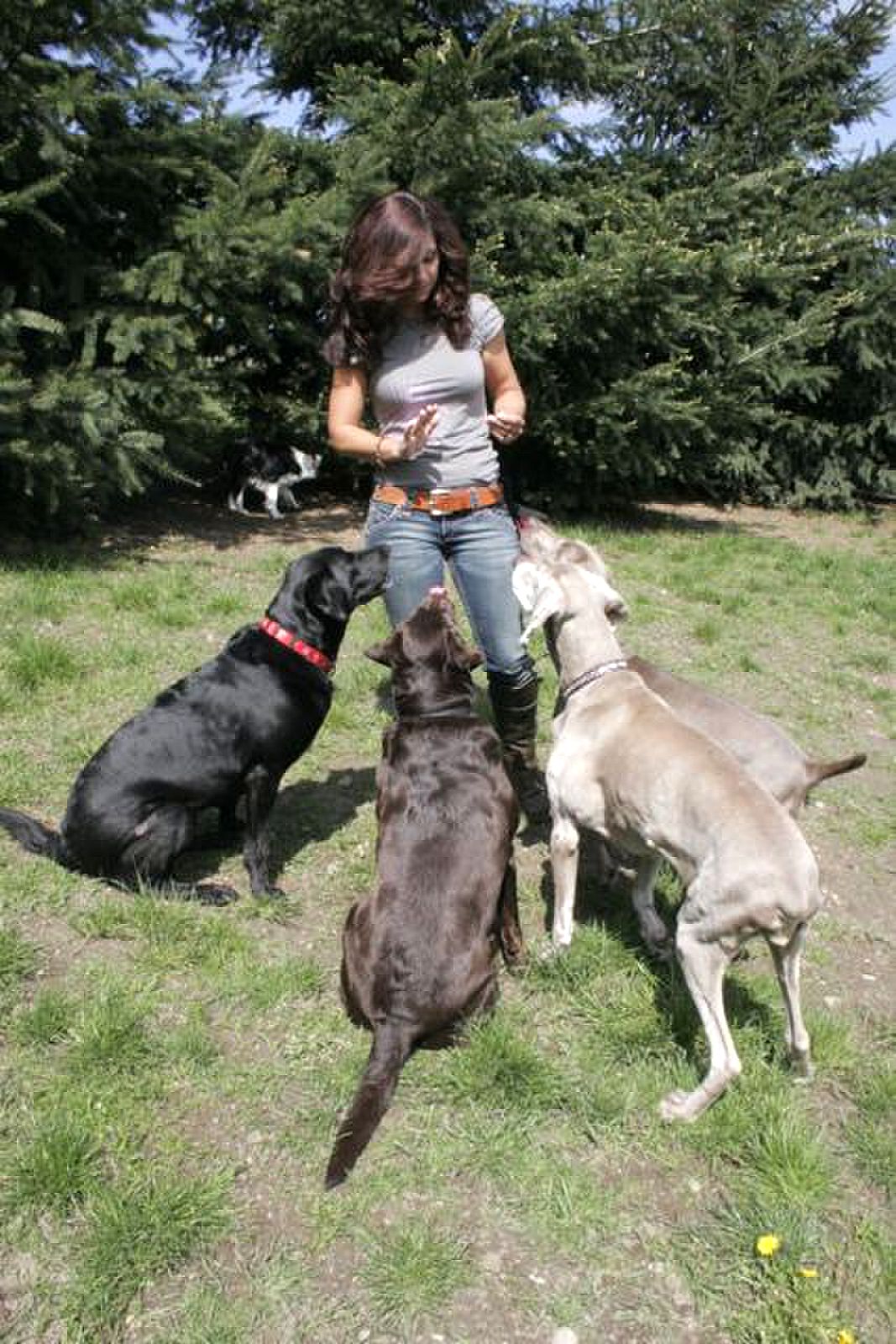 During the day, I always incoorperate basic commands to keep the dogs on their toes, ( I mean paws).
